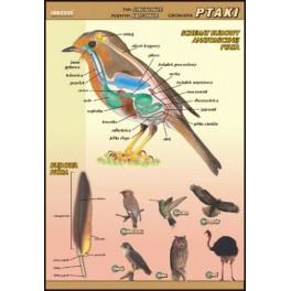 Ptaki - budowa anatomiczna plansza dydaktyczna