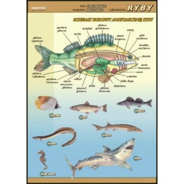 Ryby - budowa anatomiczna Plansza dydaktyczna