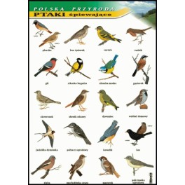 Ptaki śpiewające - polska przyroda Plansza dydaktyczna
