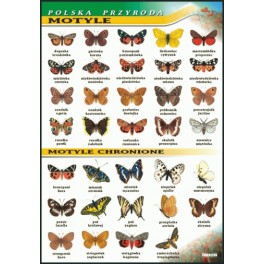 Motyle  - polska przyroda Plansza dydaktyczna