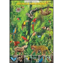 Dżungla amazońska Zwierzęta świata Plansza dydaktyczna